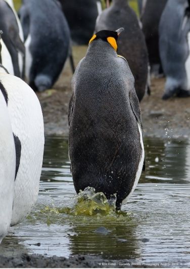 Если природа тебе чего-нибудь не додала, всегда можно заменить. Например, за неимением возможности летать, пингвины разрабатывают двигатель на воде.