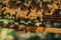 Во многих регионах России пасечники жалуются на массовую гибель пчёл.