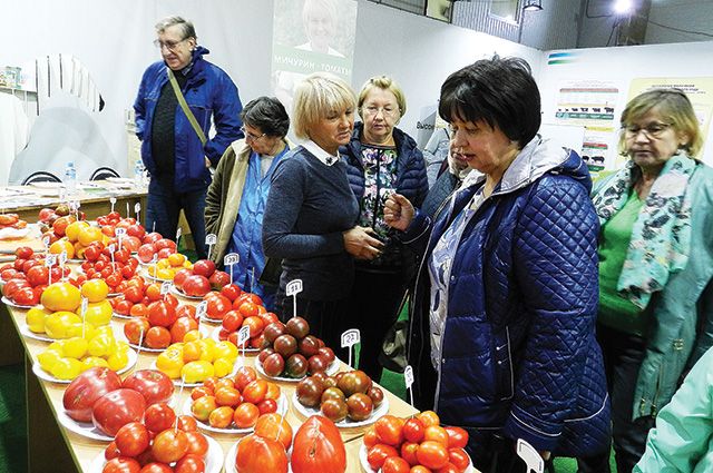Жюри проекта выявило лучшие сорта помидоров из народа.