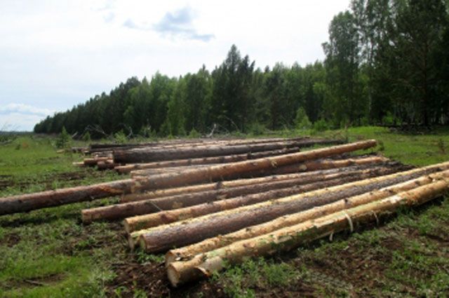Красноярец разместил объявление о продаже леса в сети Интернет.