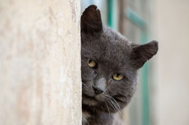 Под Днепром кошку чудом нашли спасатели после двух суток в колодце