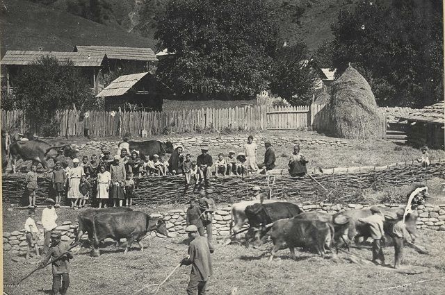 Обмолот пшеницы в горах, 1924 год.
