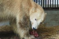 Норильская медведица уже живет в персональном вольере