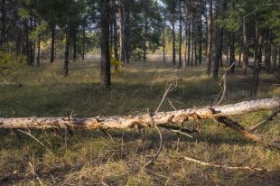 Пропавший был одет в чёрную куртку, под ней тёплый жилет, синие сапоги. С собой у пенсионера был топор и верёвка.
