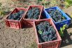Для поддержки и развития отрасли создан территориальный кластер «Долина Дона», объединяющий предприятия и организации виноградарско-винодельческого сектора, производителей сельхозтехники, туристические организации.