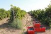 Уборочная площадь всего в области составляет порядка 2,1 тыс. га. На территории региона выращиванием винограда занимается 17 сельхозорганизаций, КФХ и ИП. Для сравнения, в соседнем Краснодарском крае таких предприятий - более 80.