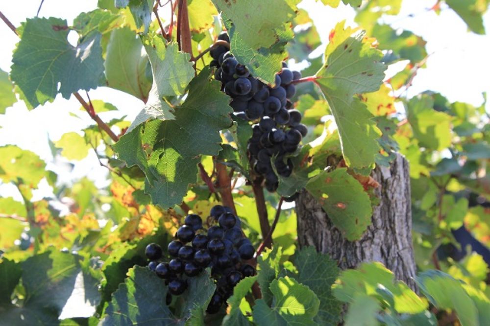 Основная масса виноградников, произрастающих в области, укрывные. С одной стороны, это увеличивает трудоемкость процесса, с другой - это позволяет получать уникальные вина, имеющие собственный неповторимый букет и вкус.
