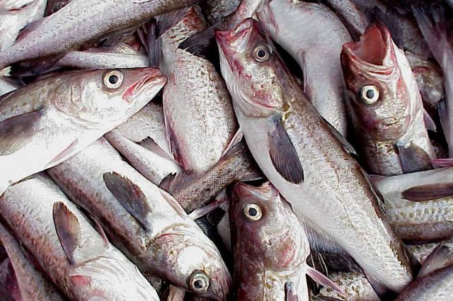 Жителей Ноябрьска повергла в шок фотография рыбы с личинками