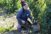 В текущем году на поддержку виноградарства предусмотрено 34,9 млн. рублей, что на 18 % больше уровня 2018 года.