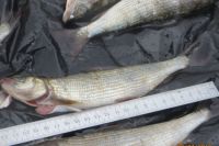 Инспекторы изъяли у рыбаков 54 хариуса длиной менее 28 см, что меньше промыслового размера.