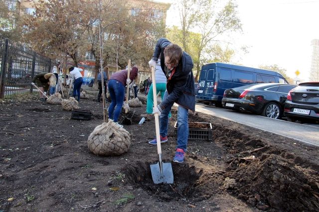 Инициаторы акции приобрели в питомнике Новосибирского района 100 саженцев дуба черешчатого и решили высадить их на аллеи парка.