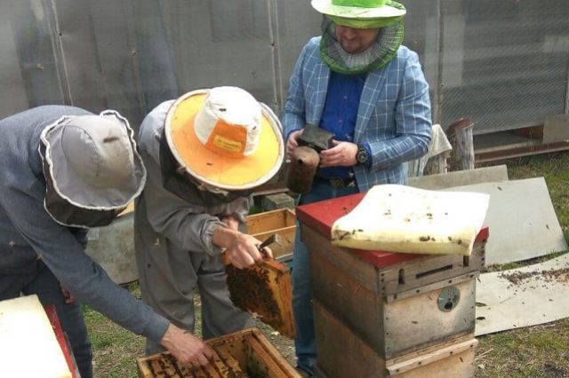 Пчеловоды отмечают сокращение выработки мёда.