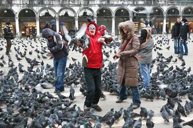 Прикасаться к голубям может быть небезопасно для здоровья.