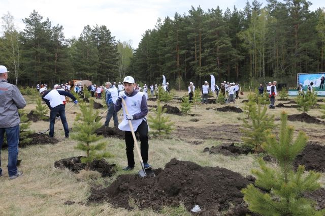 500 тысяч деревьев высадили и в Красноярске.