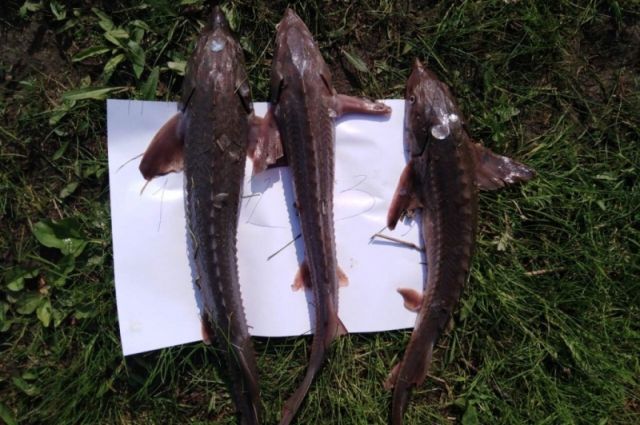 В Увате браконьеры наловили рыбы почти на 1 млн рублей