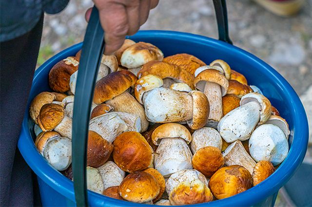 В Оренбуржье ввели штраф за уничтожение редких грибов. 
