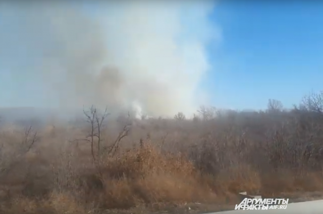 Видео: под Оренбургом горит лесопосадка.
