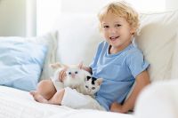 Может ли человек заразить кошку простудой: факты и рекомендации thumbnail