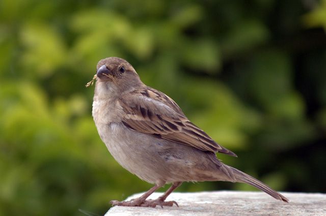 Воробей домовой (Passer domesticus)