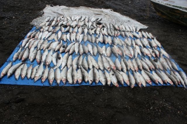 За каждую рыбку насчитали почти 1000 рублей ущерба