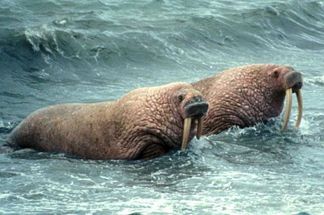 На берегах Ямала зафиксировали рекордное количество моржей