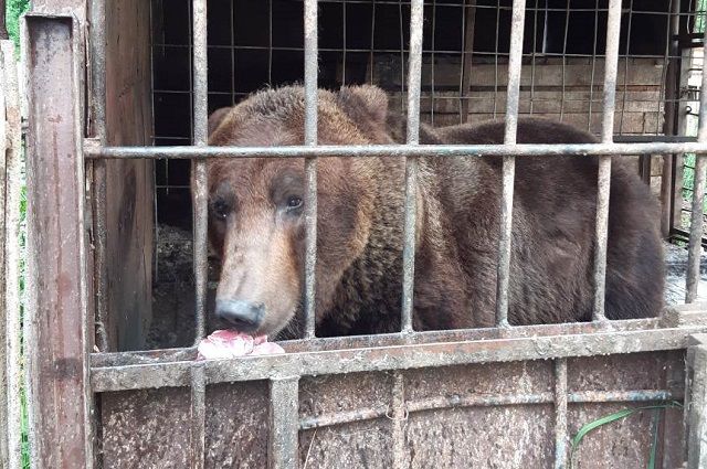 Денег на содержание животных у новосибирских циркачей не хватает, в связи с чем они держат пятерых медведей в гараже.