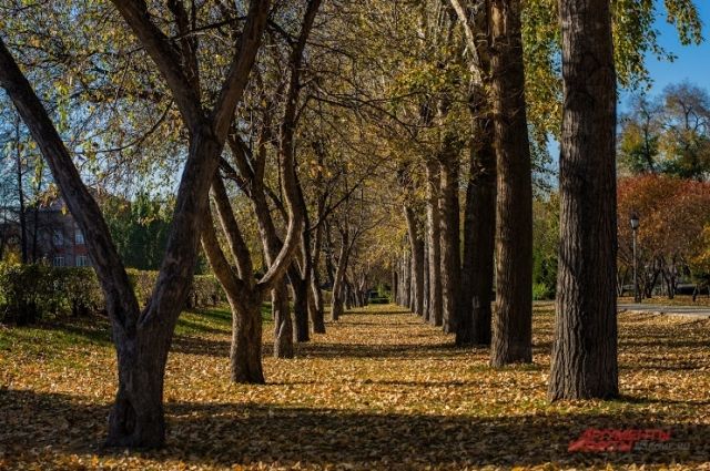По информации начальника отдела озеленения ГУБО и ПО Светланы Гижицкой, в Новосибирске лесные массивы занимают 24% от всей территории города, а это больше 10 тысяч га.