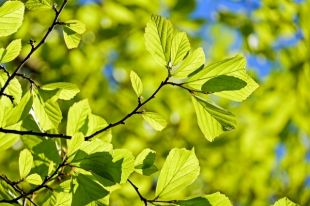 Ученые из Тюмени планируют сделать из Тобольска город-сад