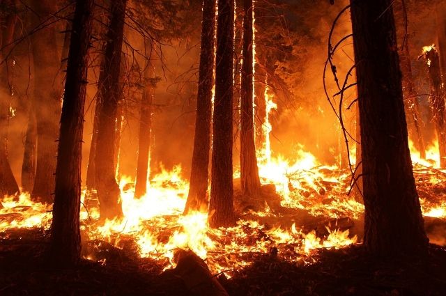 В Вагайском районе горит лес