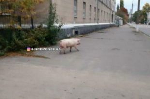 В Кременчуге по улицам города гуляла неизвестная свинья