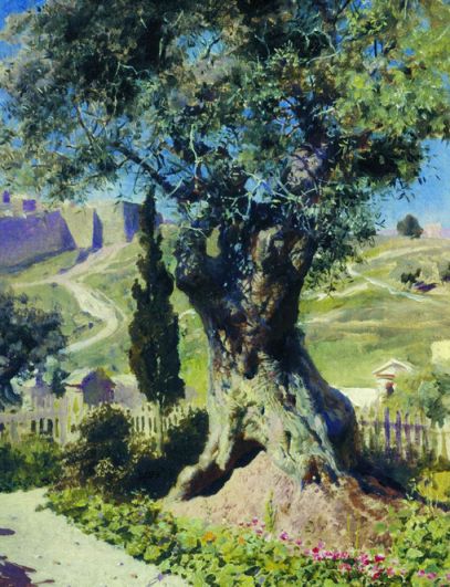 Олива в Гефсиманском саду. 1882