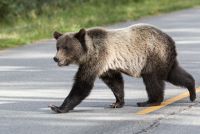 С начала сезона в регионе отстрелили больше 100 медведей.