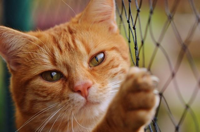 Грипп у кошек: симптомы, лечение и профилактика