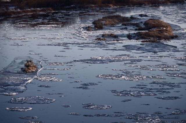 В Лабытнанги на реке, покрывшейся льдом, едва не погиб лебедь