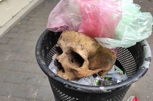 Жуткая находка: в Николаеве был найден человеческий череп
