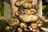 При неправильном хранении картофель выделяет большое количество опасного вещества – соланина.