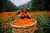 Женщина с корзиной цветков календулы, которые будут использованы для изготовления гирлянд на фестивале Дивали, идет продавать их на рынке в Катманду, Непал.