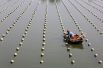 Рабочий проверяет моллюсков на ферме по выращиванию жемчуга в Хуайане, Китай.