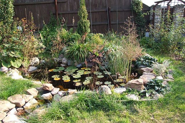 Садовый водоём поможет решить проблему естественным путём.