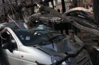 В Тюмени из-за сильного ветра и повалеВ Тюмени из-за сильного ветра и поваленных деревьев пострадали автомобилинных деревьев пострадали водители