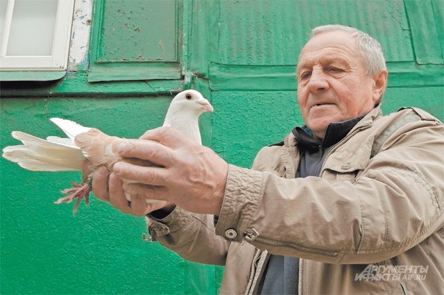 В голубятне № 878 у Бориса Степанова по адресу: ул. Озёрная, 11, живёт больше сотни голубей и голубок.