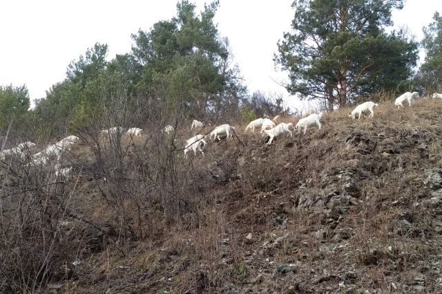 Домашние козлы похожи на своих сородичей - горных козлов. 