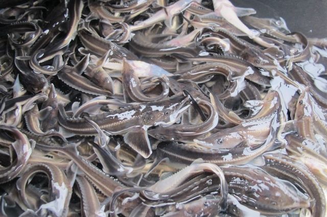 На Ямале изменят законодательство, чтобы восстановить популяцию ценной рыбы
