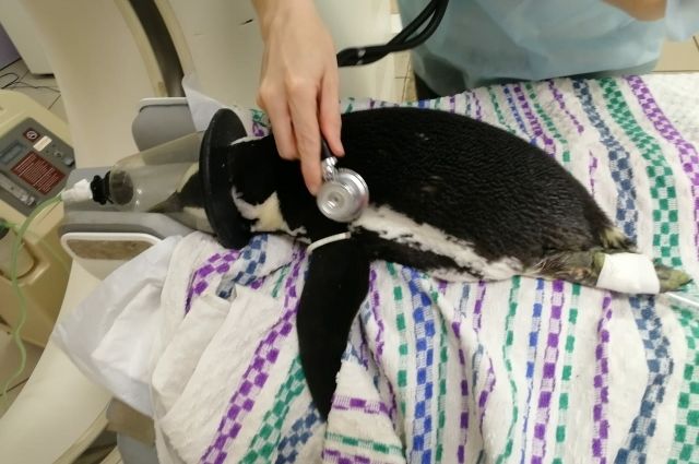 Серьёзных нарушений здоровья у пингвина не обнаружили.