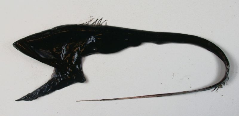 Пеликановидный большерот. Характерной особенностью этой рыбы является очень большая челюсть и кожистый мешок на горле как у пеликана, который помогает ей ловить добычу.