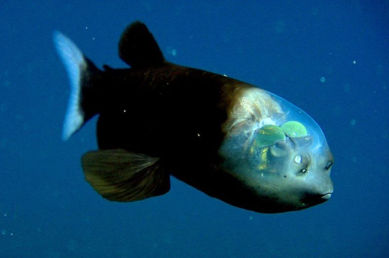 Малоротая макропинна или бочкоглаз. У этой рыбы прозрачная голова, которая служит своего рода защитной оболочной для глаз, находящихся внутри нее. Таким образом, рыба может смотреть прямо сквозь голову, причем как в вертикальной плоскости, так и в горизонтальной. Глаза ее имеют ярко-зеленый цвет, а то, что на фото на первый взгляд кажется глазами, на самом деле — органы обоняния.