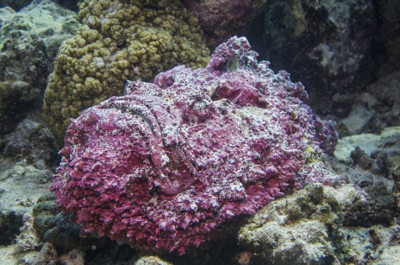 Рыба-камень или бородавчатка. Обитает на дне возле коралловых рифов и мимикрирует под них. Бородавчатка малоподвижна, обычно она лежит, забившись в щель между камнями или зарывшись в ил или песок. Из-за этого заметить ее практически невозможно, а между тем она считается наиболее опасной из известных ядовитых рыб.