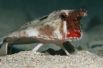 Нетопырь Дарвина. В первую очередь эта рыба привлекает внимание своими красными губами. Кроме того, она плохо плавает, поэтому использует свои грудные плавники для хождения по дну океана.