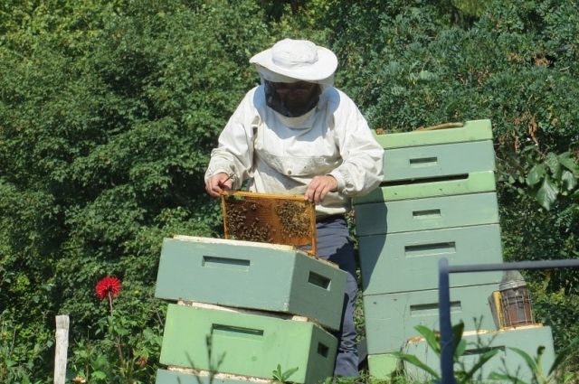 Пчеловодство даёт два основных вида заработка: мёд и «пакеты», так называют пчелосемьи.