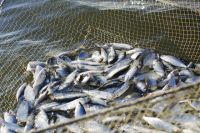 Вылов рыбы в Черном море существенно увеличился